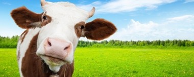 Colostrum